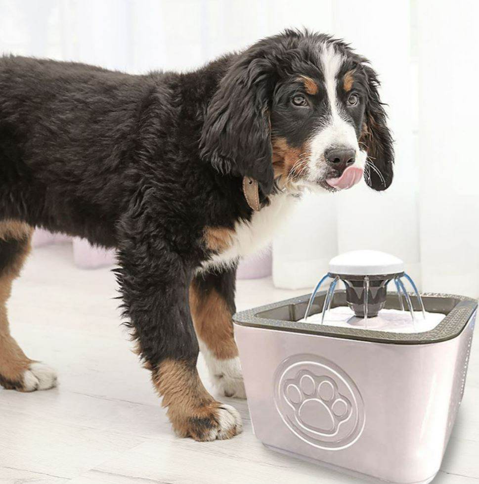 Paw Perfect Pet Water Fountain image 6